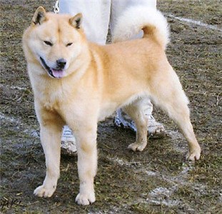 Hokkaido ken dog