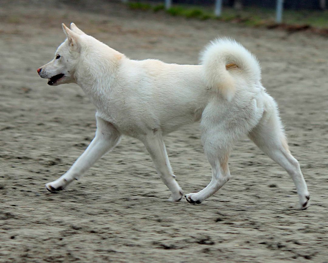 The Six Native Japanese Dog Breeds - My First Shiba Inu