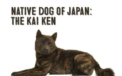 The Japanese Kai Ken Dog