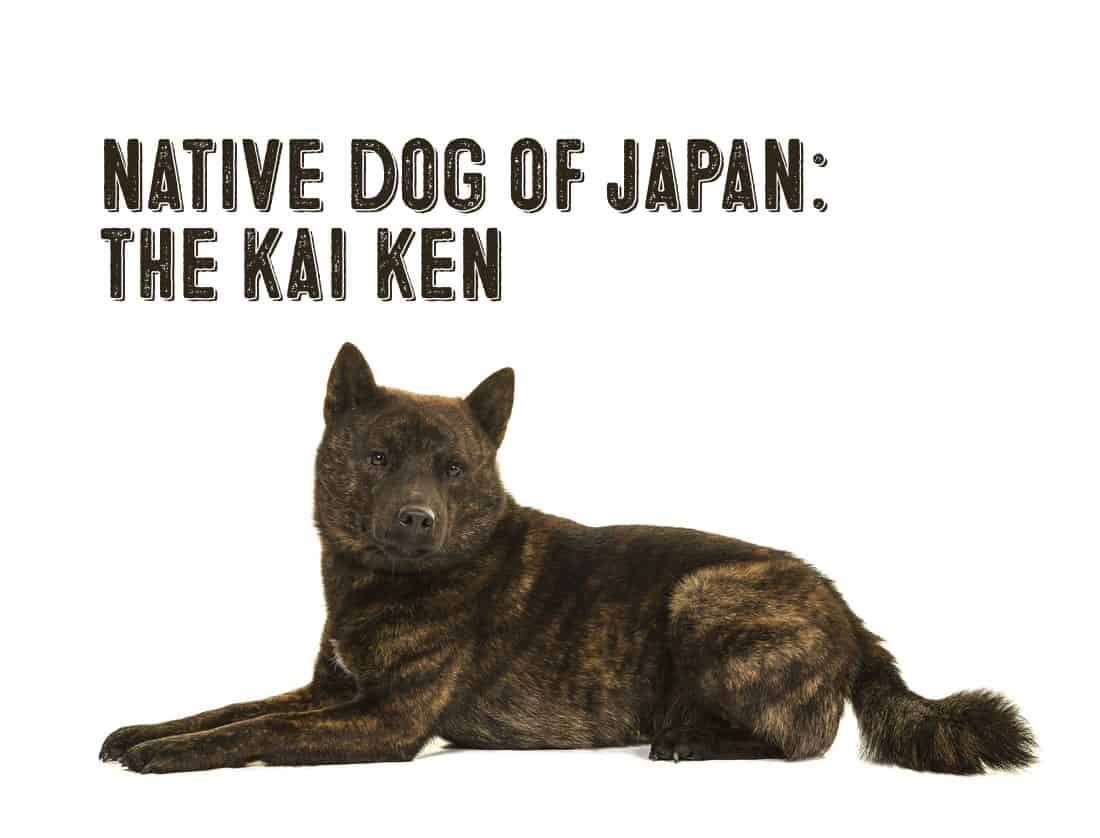 native dog of Japan The Kai Ken