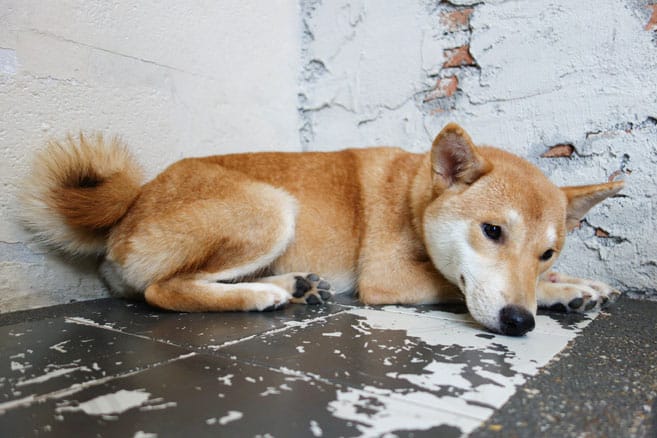 likely puppy mill shiba inu