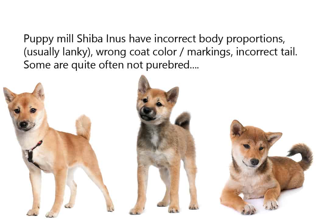 Even Thinking About Getting A Shiba Inu 