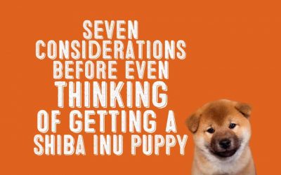 7 Things To Consider Before Even Thinking About Getting A Shiba Inu