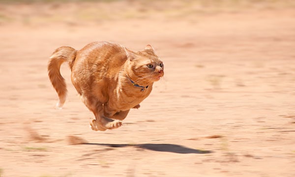 cat zoomies running full speed