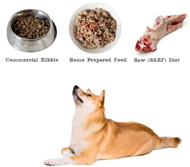 what to feed shiba inu puppy and adult