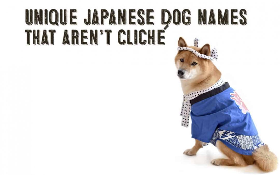 japanese dog names that aren't cliche