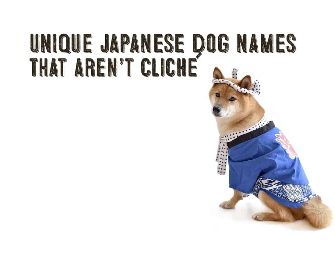 Unique Japanese Dog Names That Aren't Cliche / Sterotypical | My First  Shiba Inu