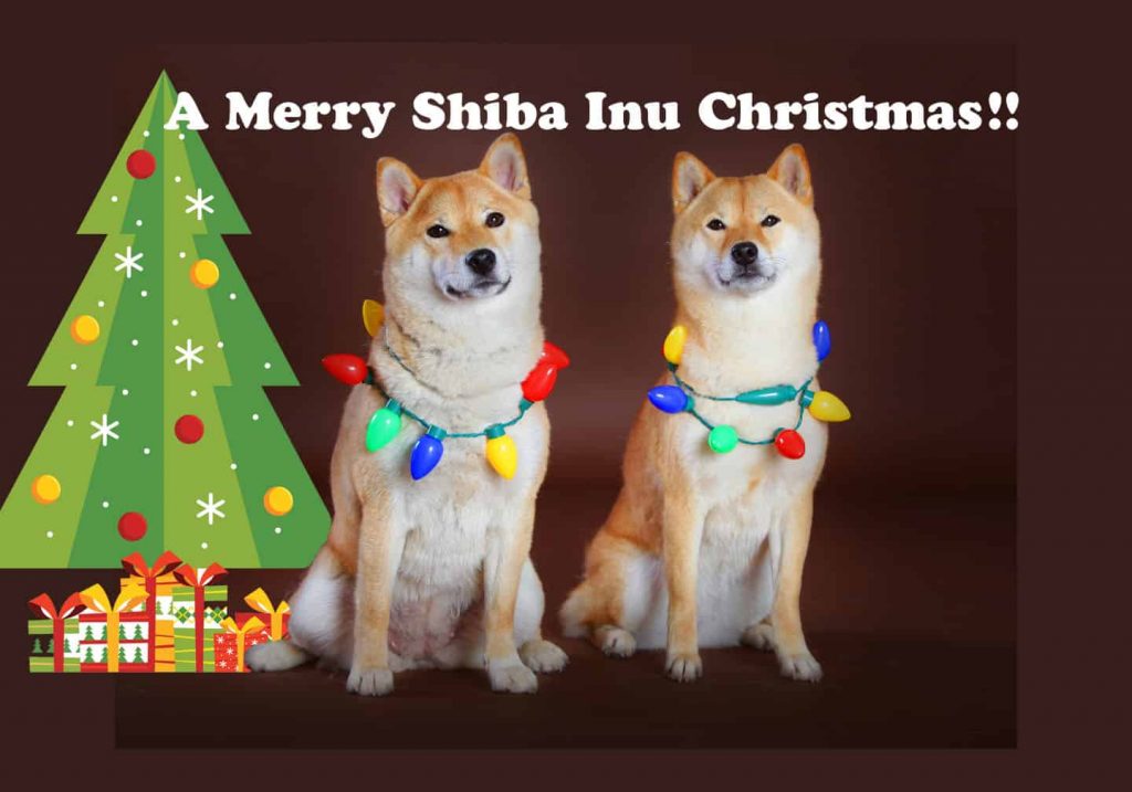  My First Shiba Inu