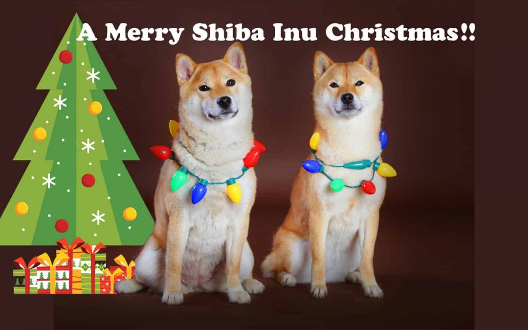A Merry Shiba Inu Christmas