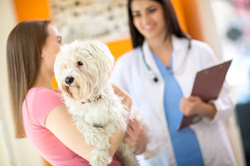 veterinarian with maltese dog