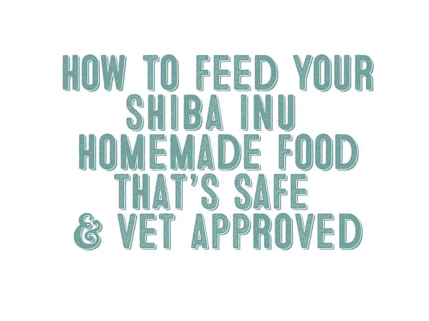 how to feed your shiba inu homemade food that's vet approved
