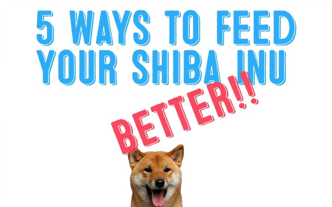 5 ways to feed your shiba inu better food