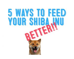 5 ways to feed your shiba inu better food