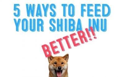 5 Easy Ways To Feed Your Shiba Inu BETTER