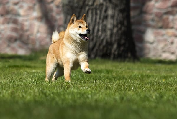 happy shiba inu running in open field