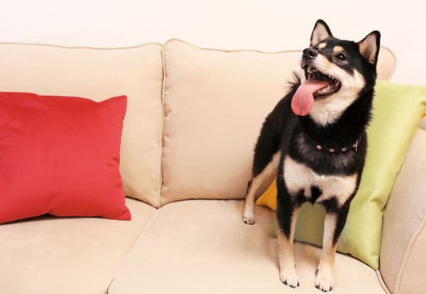 black and tan shiba inu on couch