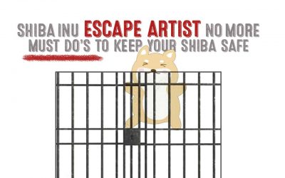 Shiba Inu Escape Artist No More – Must Do Steps To Keep Your Shiba Safe