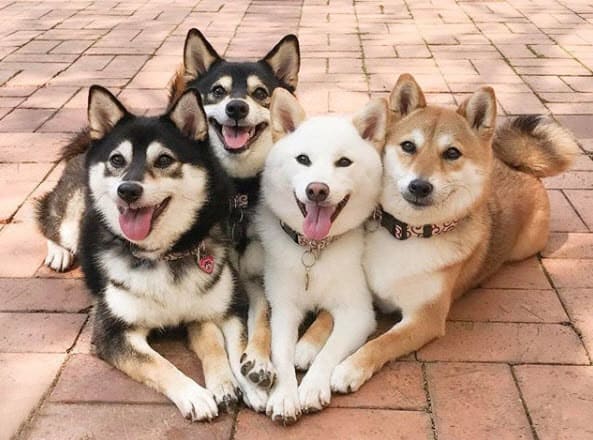 four beautiful smiling and happy shiba inus