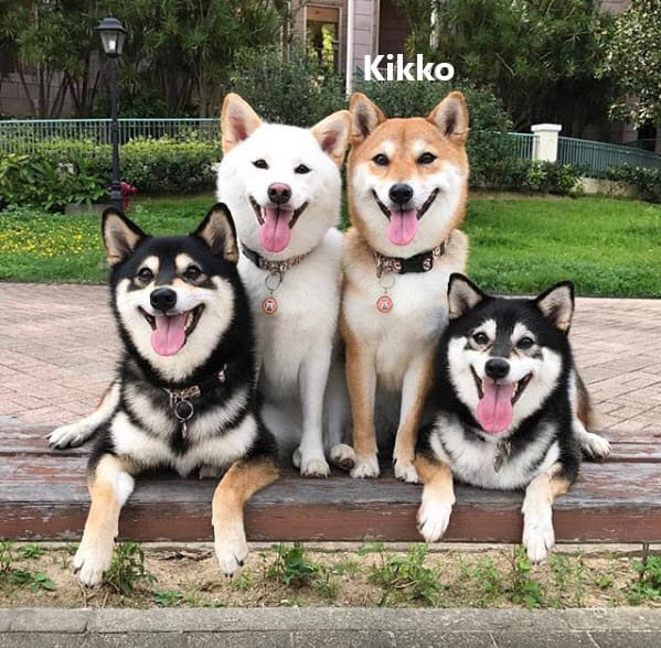 Kikko the red Shiba Inu and friends