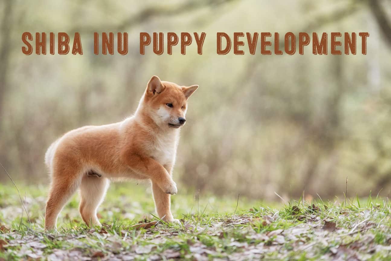 shiba inu puppy development