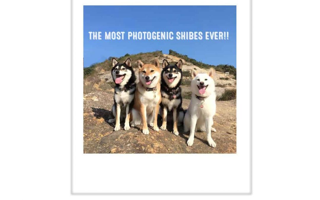 the most photogenic shiba inus in the worlds