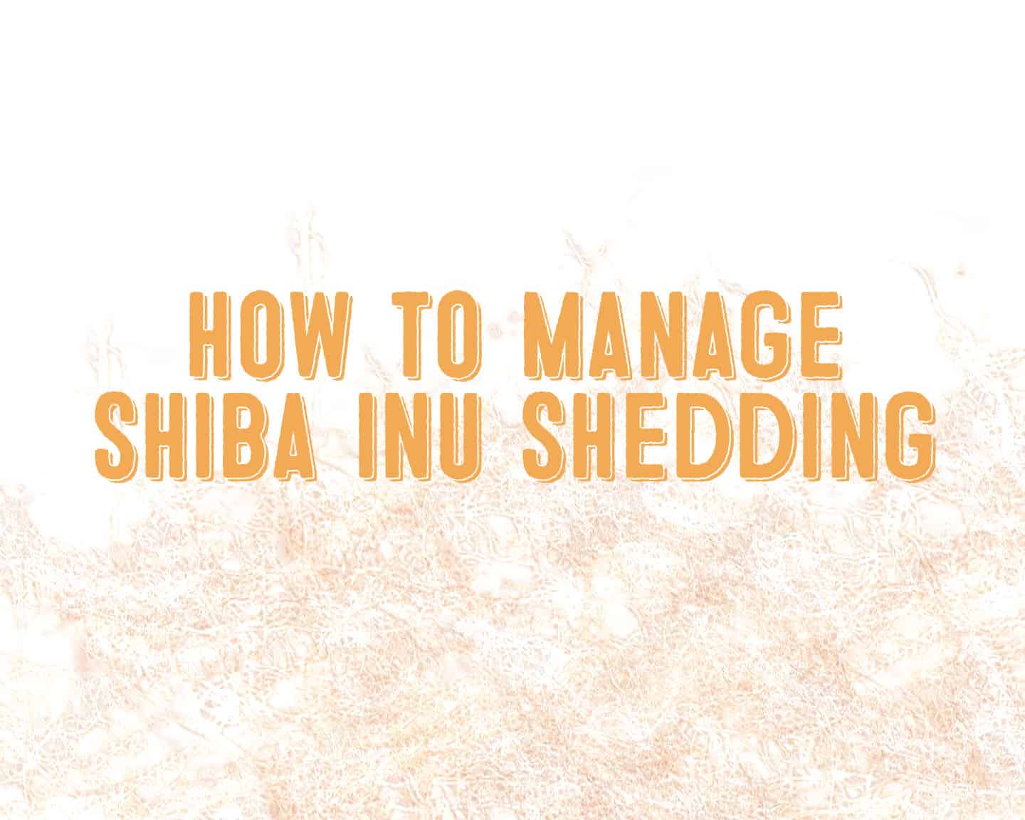 text: how to manage shiba inu shedding