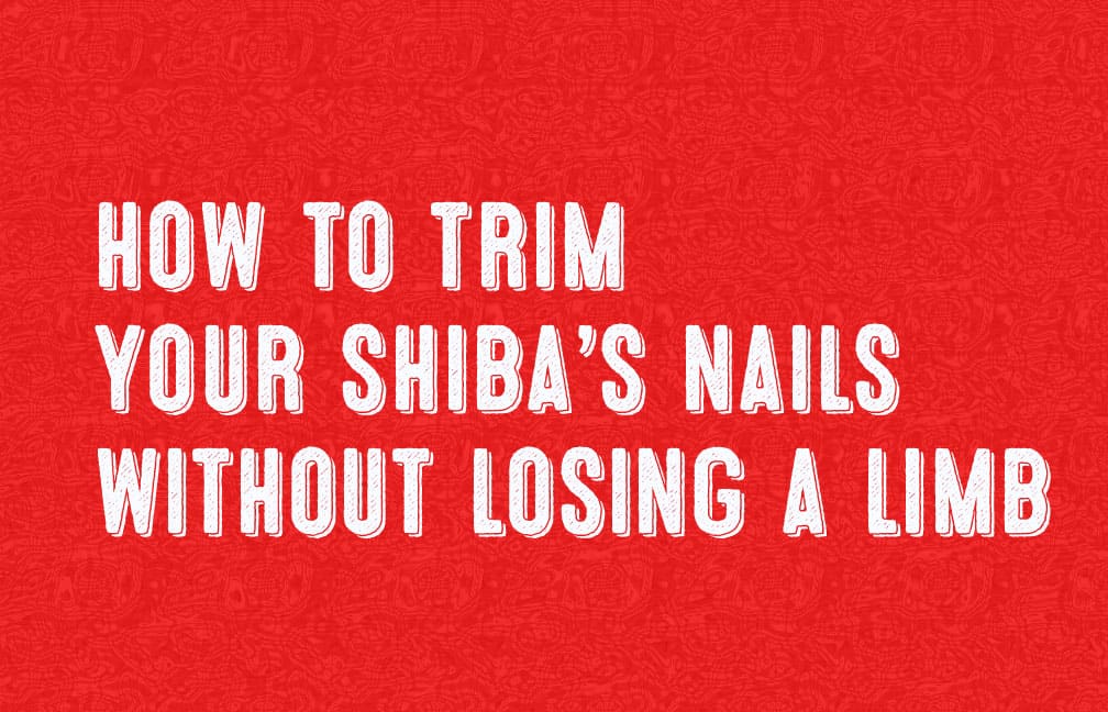 how to trim shiba inu's nails without getting hurt