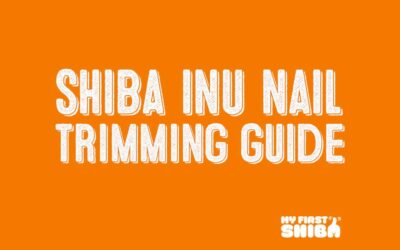Shiba Inu Nail Trimming – A Complete Guide