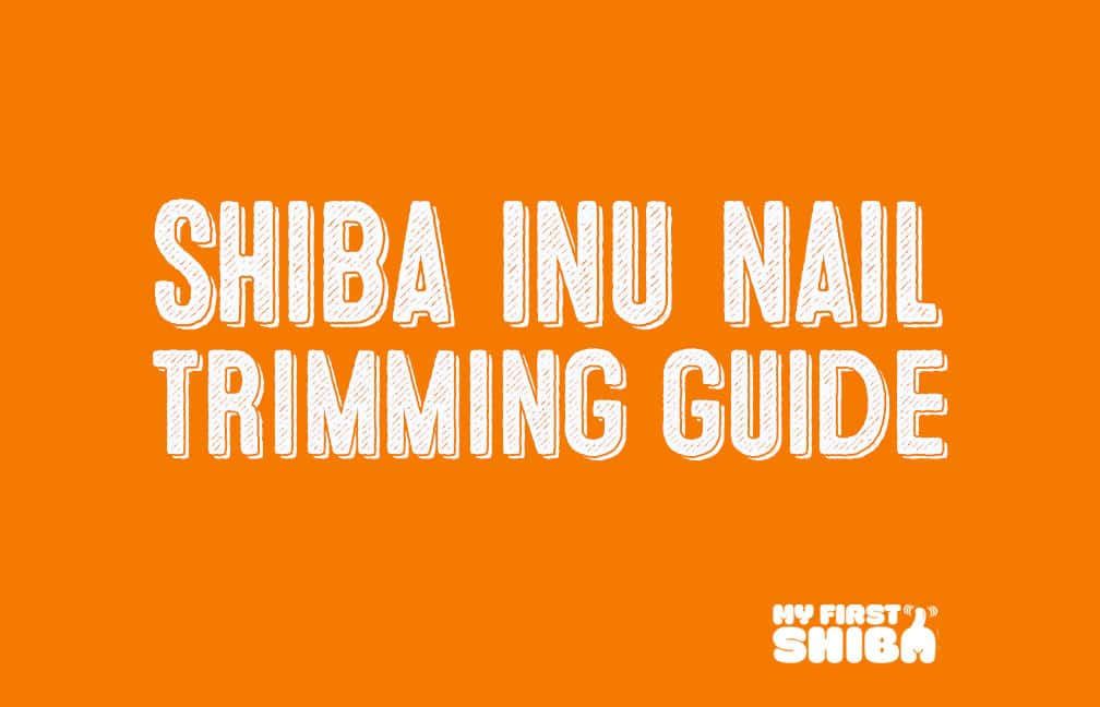 how to trim shiba inu's nails without getting hurt
