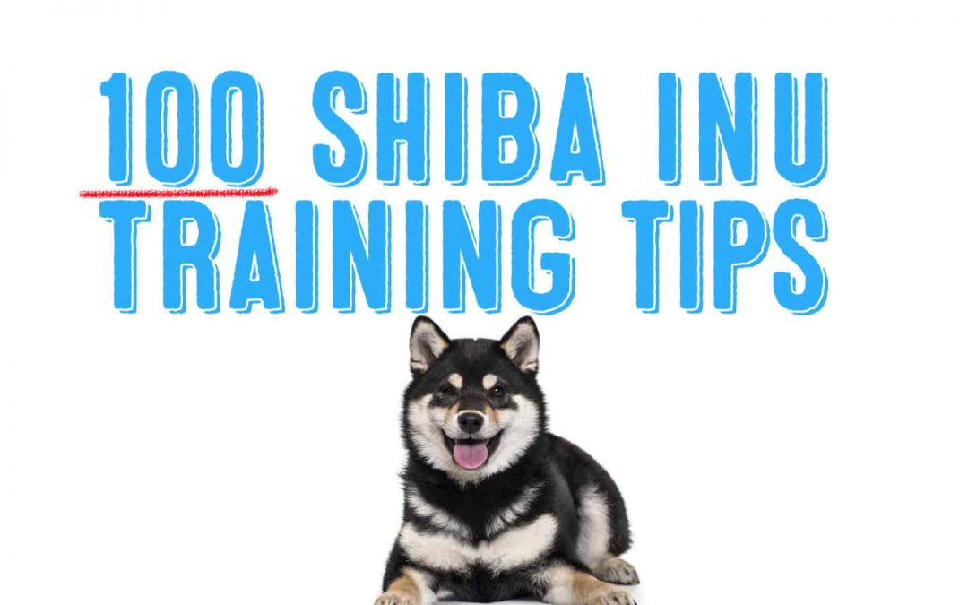 100 of the best shiba inu training tips