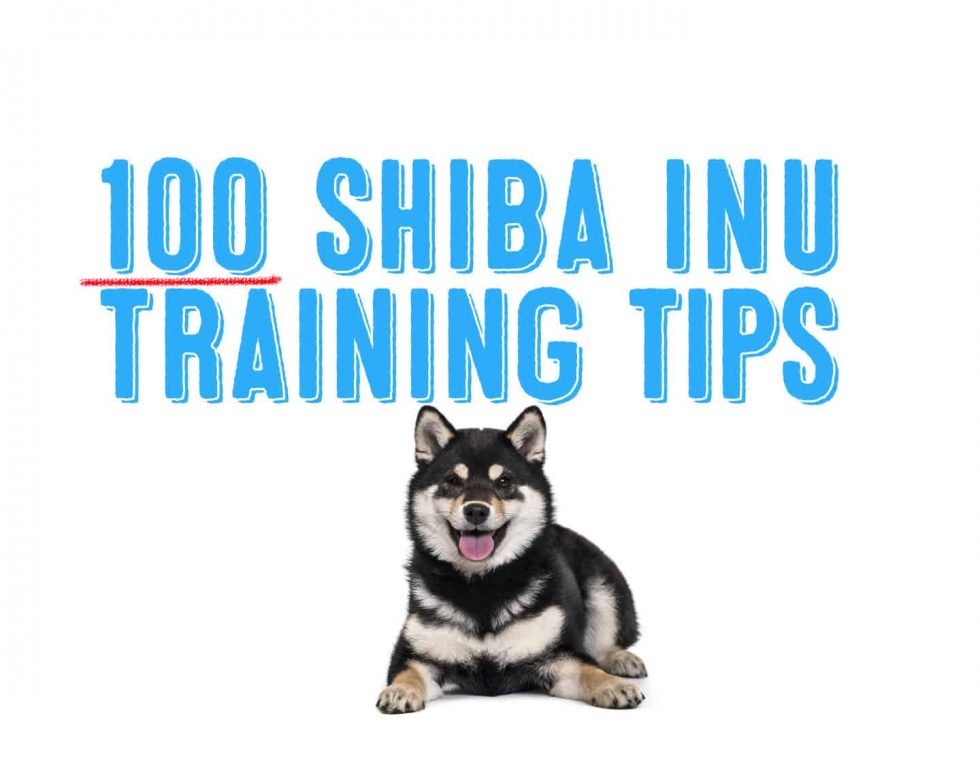 100 in shiba inu xmn blockchain