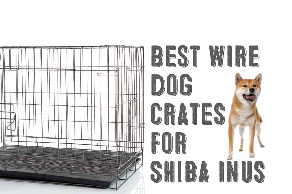 best wire dog crates for shiba inus