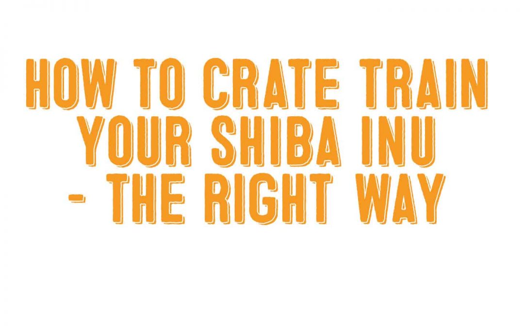 how to crate train shiba inu dogs