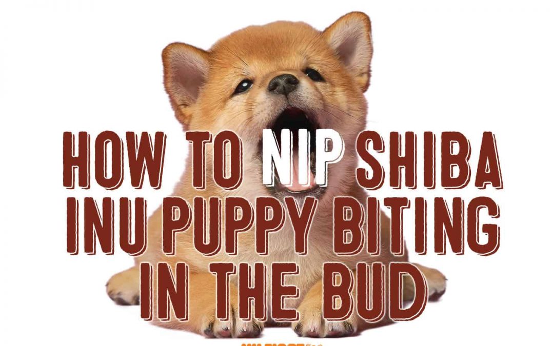 how to stop shiba puppy biting