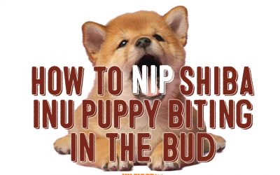Nipping Shiba Inu Puppy Biting – Ouch!