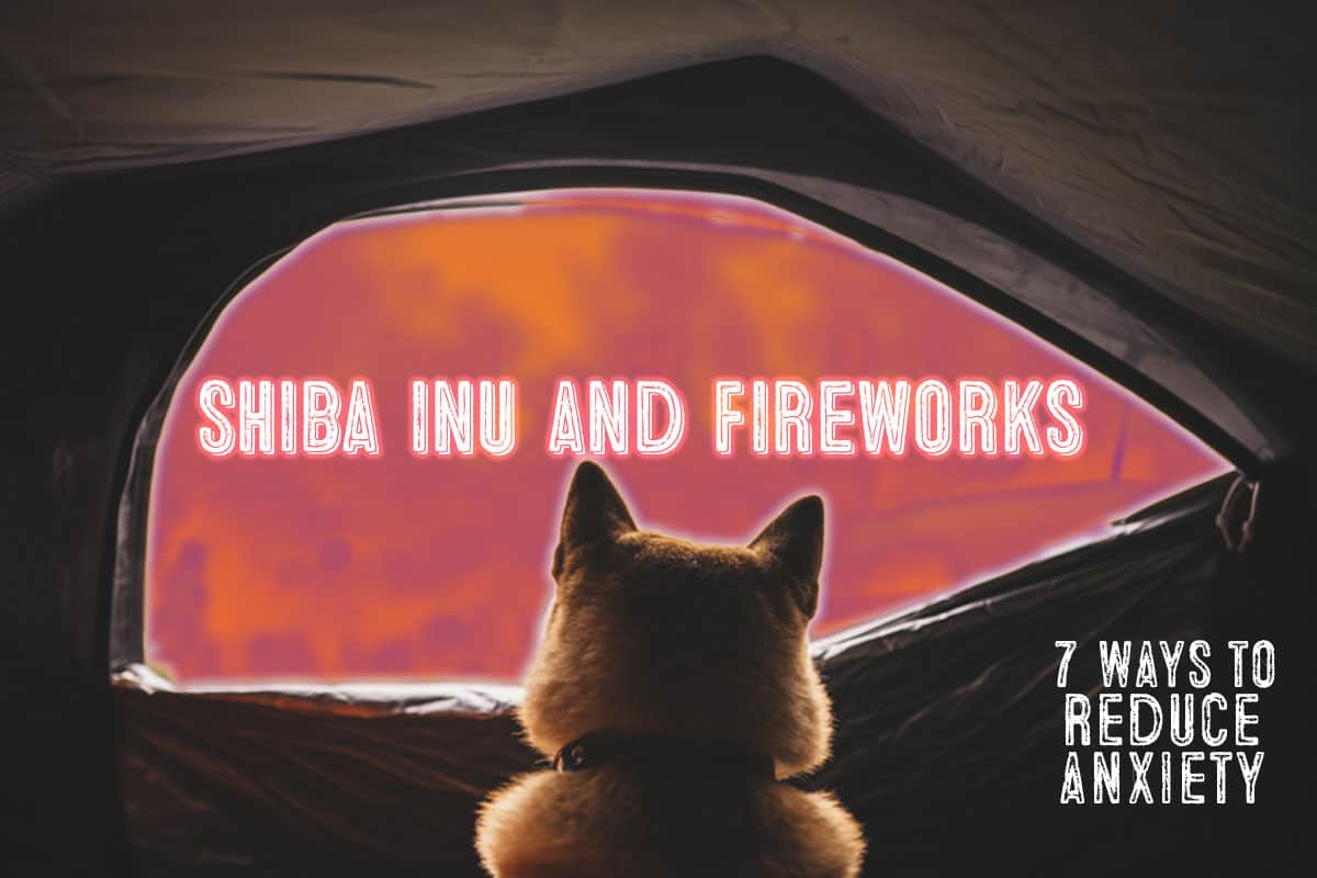 shiba inu scared of fireworks tips