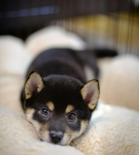 cute shiba inu looking from crate