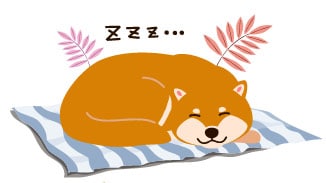 sleeping shiba inu