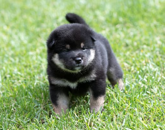 black and tan shiba inu puppy