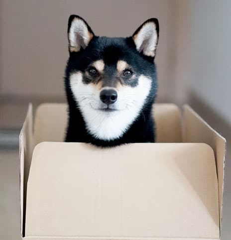 cute black and tan shiba inu looking out from inside a box