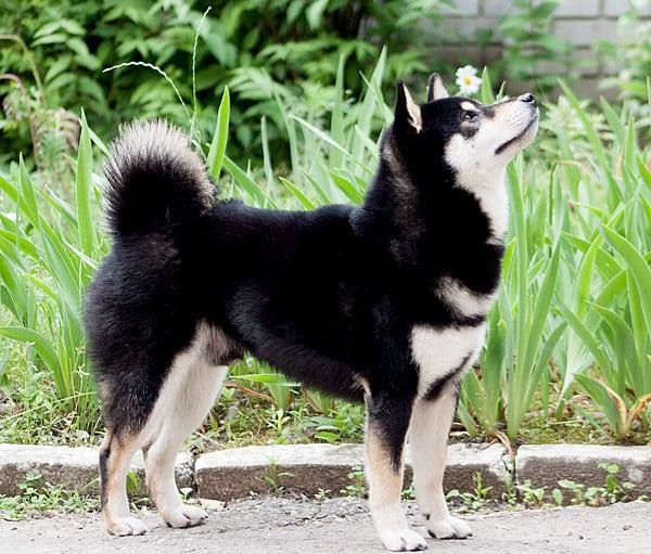 beautiful adult black and tan shiba inu