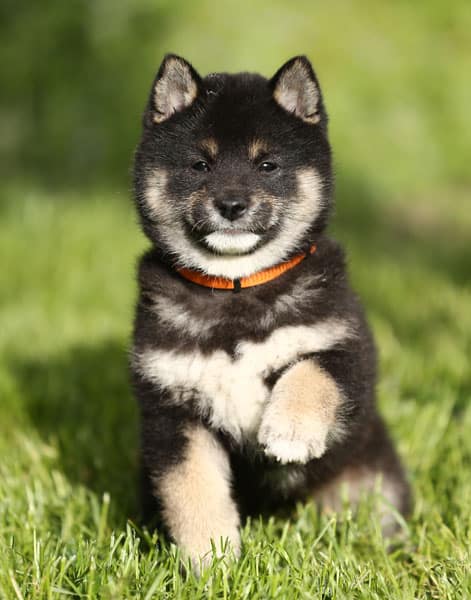 Black tan sales shiba inu