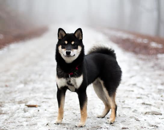 adult black and tan shiba inu in snow