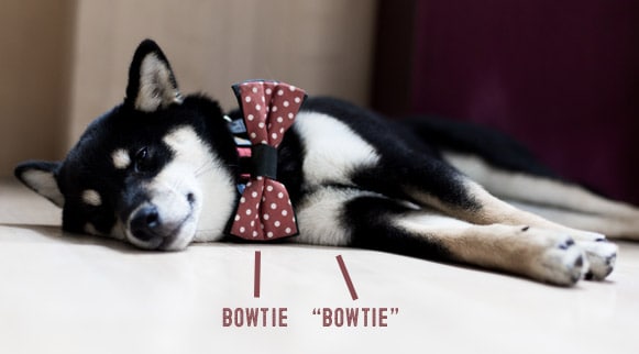 black and tan shiba inu bow tie example