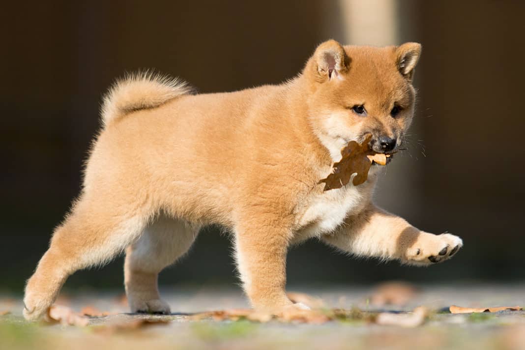 cute shiba inu puppy with leaf