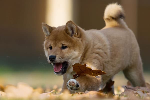 do shiba inus bite a lot