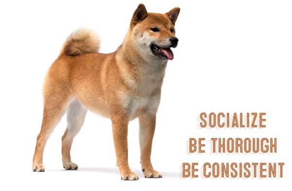 socialize your shiba inu with consistent training