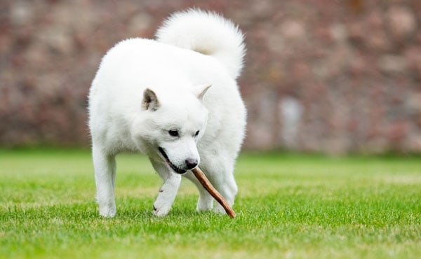 cream shiba inu playing with stick
