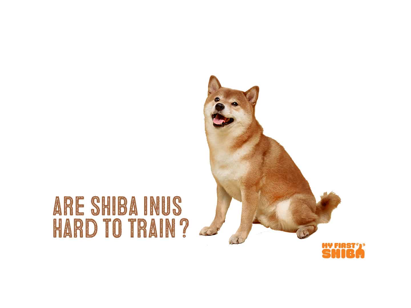 are shiba inus smart
