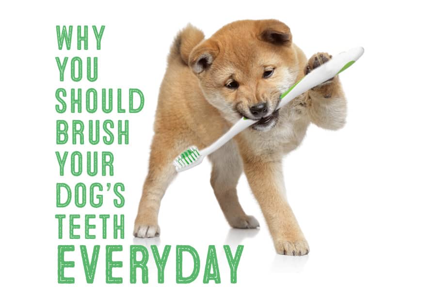 Best dog brush for shiba inu best sale